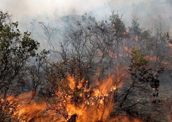 22 حريقاً حدث منها 9 حرائق حراجية و11 حريقاً زراعياً في مناطق سيطرة النظام بمساحة إجمالية بلغت نحو 130 دونماً