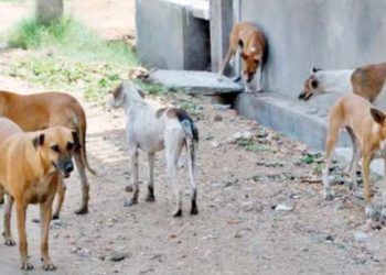 كلاب مسعورة تهاجم أطفالاً في ريف دمشق وتصيب عدداً منهم “صورة”