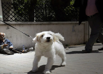 محافظة دمشق بحكومة النظام تمنح الكلاب الخاصة بطاقات مقابل 5 آلاف ليرة سورية