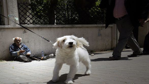 محافظة دمشق بحكومة النظام تمنح الكلاب الخاصة بطاقات مقابل 5 آلاف ليرة سورية