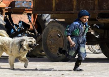 كلاب مسعورة تهاجم أسرة جنوب دمشق وتتسبب بإصابة طفل