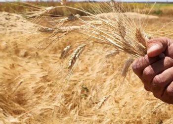 اتحاد الفلاحين يرفع مطالب إلى حكومة النظام لشراء القمح من الفلاحين بـ 2500 ليرة سورية بعد تحديد اللجنة الاقتصادية سعر الشراء بـ 1500 ليرة