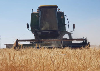 صحيفة "العربي الجديد" تقول إن هناك منافسة محتدمة بين حكومة النظام و"الإدارة الذاتية" حول محصول القمح حيث قدم النظام مغريات مادية للفلاحين لاستلام أكبر كمية ممكنة