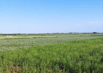 بعد حصارهم من شركات الاستثمار الموالية.. أصحاب الشاحنات يلجؤون إلى قطاع الزراعة في حمص