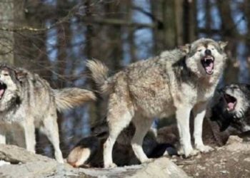 ذئاب تفتك بقطعان الماشية في ريف دمشق.. وجهود أهلية لمواجهتها في ظل عجز الحكومة