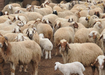 56 ألف رأس غنم مهدد بالنفوق في قرية الشعاب بريف السويداء بسبب نقص الأعلاف وارتفاع بورصة أسعارها لدى القطاع الخاص