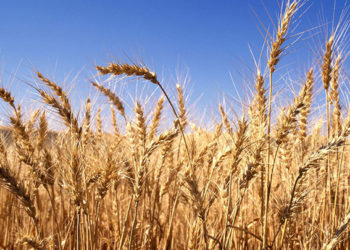 الحكومة السورية المؤقتة تمنع تصدير أو إخراج المحاصيل الاستراتيجية وفي مقدمتها محصول القمح إلى خارج الشمال السوري بسبب أزمة الغذاء العالمي