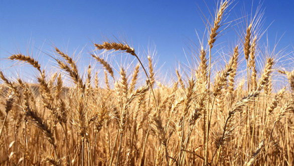 الحكومة السورية المؤقتة تمنع تصدير أو إخراج المحاصيل الاستراتيجية وفي مقدمتها محصول القمح إلى خارج الشمال السوري بسبب أزمة الغذاء العالمي