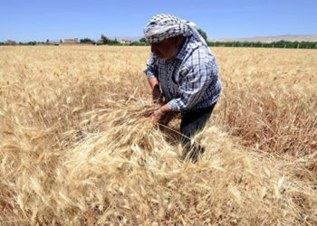 "حكومة الإنقاذ" ترفع سعر شراء القمح من المزارعين 450 دولاراً أمريكياً للطن الواحد في شمال غربي سوريا