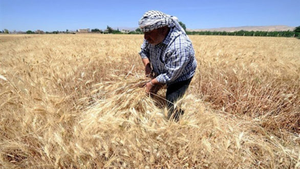 "حكومة الإنقاذ" ترفع سعر شراء القمح من المزارعين 450 دولاراً أمريكياً للطن الواحد في شمال غربي سوريا