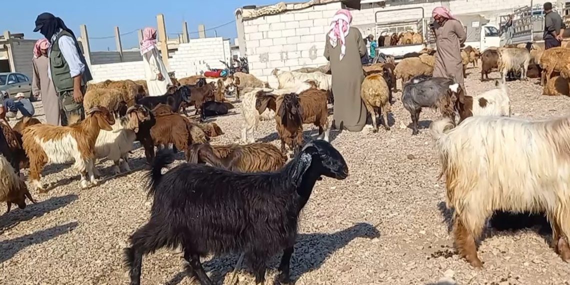 حمص.. ارتفاع أسعار الأعلاف يتسبب بخسائر كبيرة لمربي المواشي