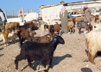 حمص.. ارتفاع أسعار الأعلاف يتسبب بخسائر كبيرة لمربي المواشي