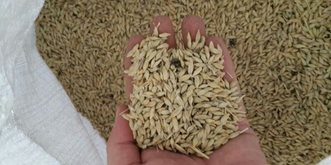 مكافأة مالية لمن يبيع محصول الشعير لحكومة النظام.. كم قدرها؟