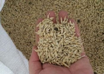 مكافأة مالية لمن يبيع محصول الشعير لحكومة النظام.. كم قدرها؟