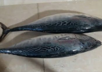 تسجيل 12 حالة تسمم جراء تناول سمك "البلاميدا" في منطقة القدموس بريف طرطوس