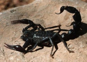 مع دخول فصل الصيف.. ازدياد حالات لدغ العقارب في القنيطرة