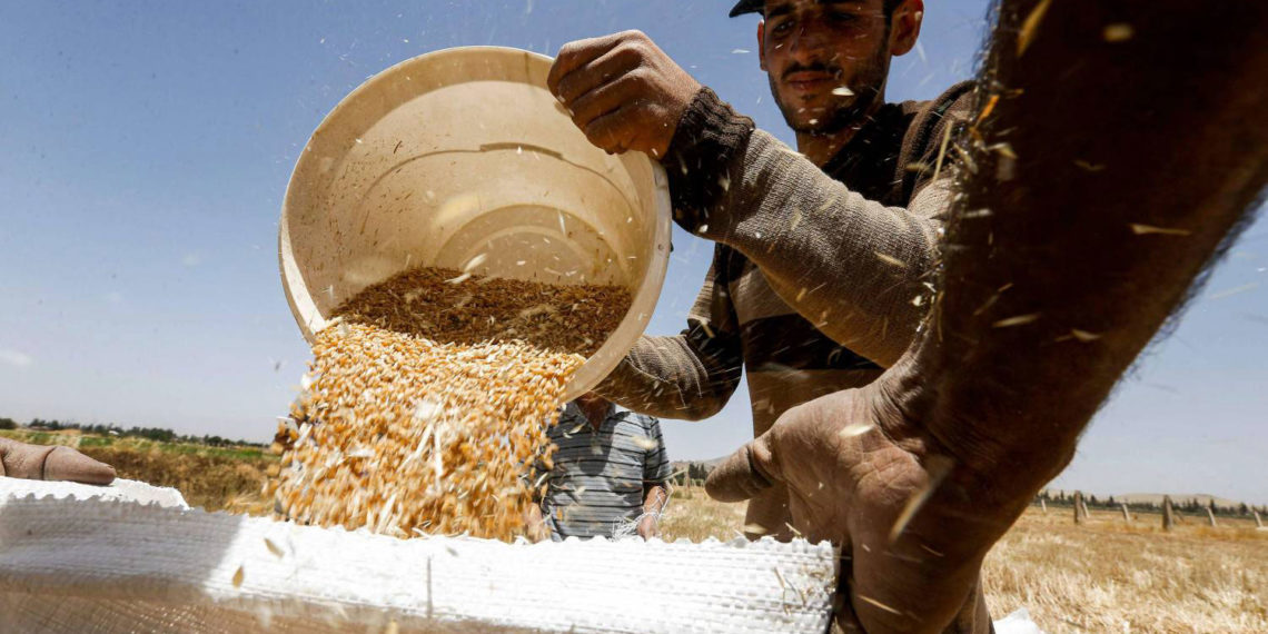 مزارعو ريف حمص يتجهون إلى “السوق السوداء” لبيع محصول القمح