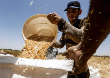 مزارعو ريف حمص يتجهون إلى “السوق السوداء” لبيع محصول القمح