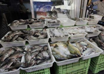 أسعار الأسماك اللاذقية