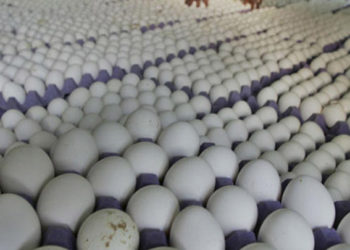 المدير العام لمؤسسة الدواجن "سامي أبو الدان" التابع لحكومة النظام يقر بخسارة القطاعين العام والخاص في تربية الفروج والبيض