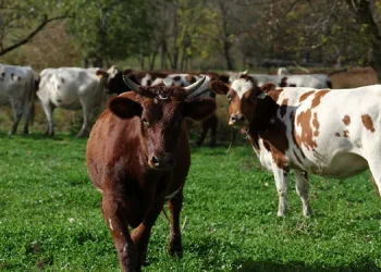 وزارة الزراعة بحكومة النظام تعتزم اعتماد “شرائح إلكترونية” لمراقبة الثروة الحيوانية