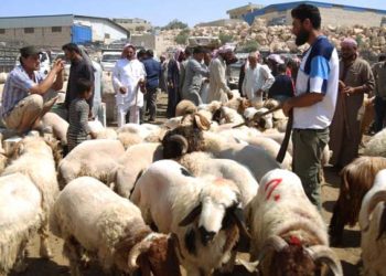 الثروة الحيوانية