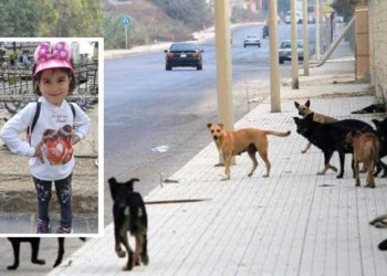 كلاب شاردة دمشق