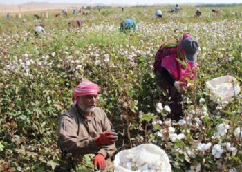 مسؤول بحكومة النظام: الكميات المزروعة من القطن قليلة ولا تكفي حاجة المؤسسة العامة للصناعات النسيجية