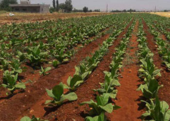 حكومة النظام: تم تحديد سعر شراء صنف "البصما درجة ممتازة" بـ 8 آلاف ليرة سورية للكيلوغرام الواحد، وكل من أصناف "شك البنت إكسترا"، و "بريليب درجة ممتازة"، و "كاتريني درجة ممتازة"، بـ 7 آلاف ليرة