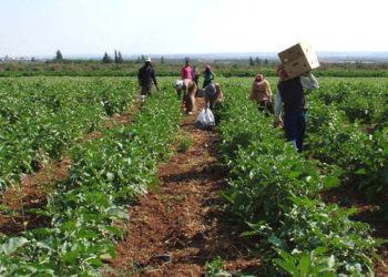 الخبير التنموي والزراعي "أكرم عفيف" يؤكد أن سوريا تعاني من أسوء إدارة موارد في تاريخ البشرية وأنه لم يعد هناك أراضٍ زراعية في منطقة سهل الغاب بريف حماة الغربي نتيجة تكاليف العملية الإنتاجية
