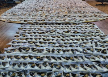 الجيش اللبناني يضبط نحو مليون حبة "كبتاغون" مزرعة بمنطقة "معربون" قرب الحدود السورية بقضاء بعلبك شرقي لبنان بعد اشتباكات مع مهربين فروا إلى داخل الأراضي السورية