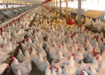 الدواجن سوريا