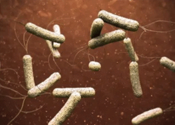 كوليرا والشمال السوري