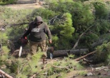 قطع الأشجار الحراجية