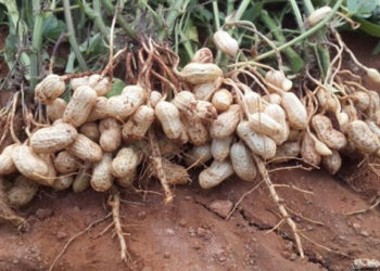 الفول السوداني