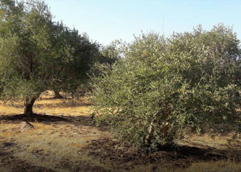 حمص مدينة القصير ميليشيا حزب الله قطاف الزيتون