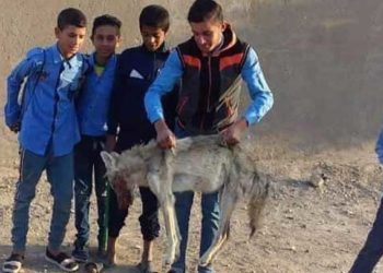 قتل ذئب الرقة