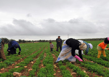 عمال الزراعة حكومة النظام حماة كسوة شتوية