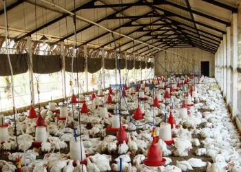 نزوح مربي الدواجن سوريا