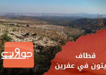 جولات – قطاف الزيتون في عفرين