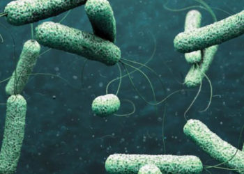 إسرائيل بكتيريا الكوليرا سوريا