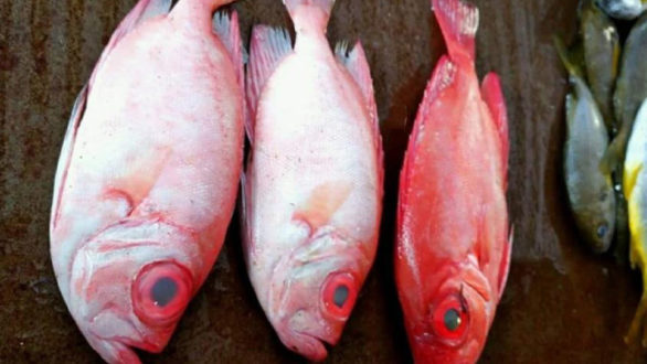 سمكة هامور سواحل بانياس ريف طرطوس