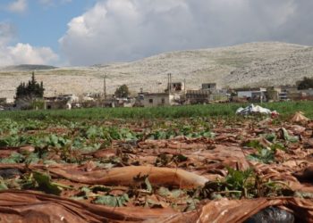 تحذير من حشرة خطيرة قد تُضر بمحصولين إستراتيجيين بالشمال السوري