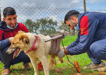 الشمال السوري