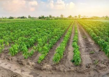 الإنتاج الزراعي