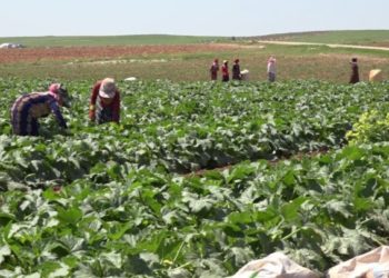 تحكم السماسرة وانعدام المقومات.. يهدد مزارعي منبج