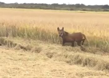 الذئب ذو العرف على الحدود السورية العراقية … ما حقيقة القصة؟