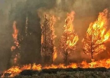 فرار جماعي من النيران جراء عجز سلطة اﻷسد عن مواجهة الحرائق