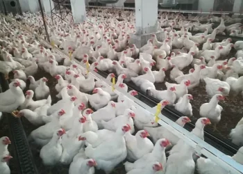 توقف 70% من المداجن في مناطق سيطرة اﻷسد.. وحكومته تلجأ لقرار يائس