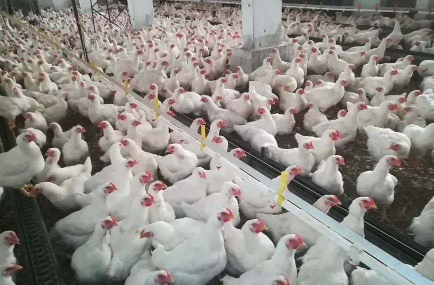 توقف 70% من المداجن في مناطق سيطرة اﻷسد.. وحكومته تلجأ لقرار يائس